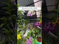 Download Lagu Buy Orchid Plants Online ☘️🌱 #orchid #orchids #flowers #plants #orchidcare #gardening #Seedling