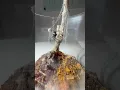 Black Widow vs Wolf Spider clash of insects