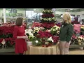 Poinsettia care tips with Pike Nurseries