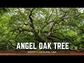 Download Lagu Visiting ANGEL OAK TREE in Charleston, SC - One of the Most Beautiful Tree in the World.