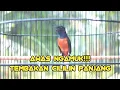Variasi Tembakan Murai Batu Full Isian Mewah Favorit Para Juri