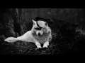 Wild Ones || Bahari