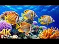 Under Red Sea 4K – Stunning Coral Reef Fish, Colorful Marine Life \u0026 Relaxing Ocean Sounds #11