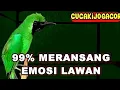 Lagu PANCINGAN CUCAK IJO GACOR, BIKIN CUCAK IJO LAINNYA BUNYI DAN EMOSI SETERUSNYA !