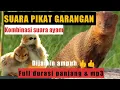 Download Lagu Suara pikat Garangan paling ampuh full durasi panjang ll suara Pikat mp3