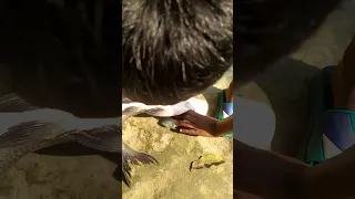 Viral Fish Shortsvideo Fishing Tiktokviral Tiktok Subscribe 