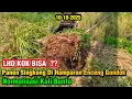 Download Lagu LHO KOK BISA ⁉️Babeh Ramlih Panen Singkong Di Hamparan Eceng Gondok ❗Normalisasi Kali Buntu