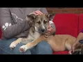 Memphis rescue pup Randy melts hearts adopt him at Pop Up for Pups