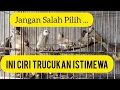 Download Lagu Cara Paling Mudah Ngombyok Trucukan, Dijamin Poin Bahan Trucukan Bagus