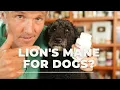 Lion s Mane for Degenerative Myelopathy and Disc Prolapse