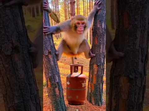 बिल्ली गैस पर खाना बनाएगी 😂😂 #comedy #realfools #mrchopravines #monkeycomedy #funny #animal #viral