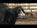 Did the Oklahoma National Stockyards ditch a century old unwritten agreement over tariffs
