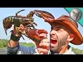 PINCHED by a LOBSTER