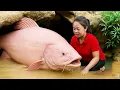Download Lagu Harvesting 500KG Giant Wild Carp and Catfish in the Mud Pond to Sell | Catch a Lot of Fish | Cooking