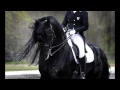 Lagu KFPS Approved Friesian Stallion Alert 475 Sport!