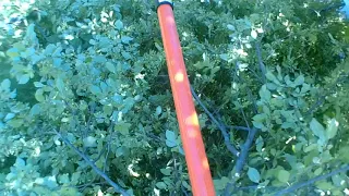 Tree Take down front yard Using my Echo PPT-2620 pole saw PT-4