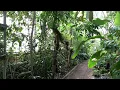 Download Lagu A Beautiful Indoor Jungle in Delft, the Netherlands