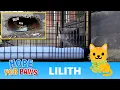 Download Lagu Kitten screams for help all day, and no one could get her out! 😿