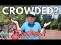 How Busy Is Dollywood Right Now NEW Timesaver Pass 2026 Ride Update