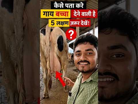 #ejjudairyfarm #farming #dairyfarmbihar #cow #dairyfarm #dairybusiness