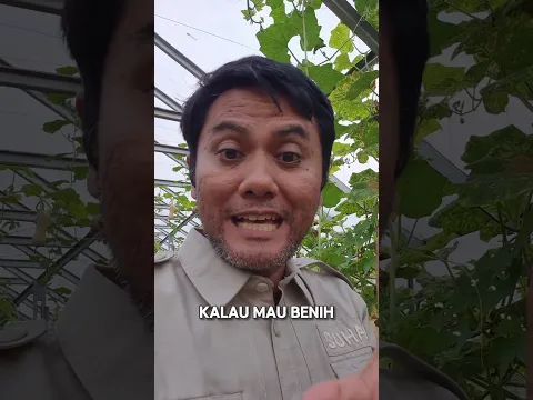 Anggur harrold mudah berbunga