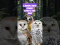 Lagu 3 burung hantu terunik di dunia. nomor 3 dari Indonesia #burunghantu #owl #10 #faktahewan