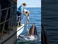 Download Lagu Virale walvisvoerende visser deelt enorme vangst van vissen en octopussen #wildedieren #zee #ocea...