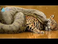 Anaconda β The Giant Ruler of the Amazon Swamps #naturedocumentary | Wildlife documentary