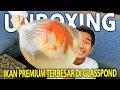 Download Lagu UNBOXING IKAN PREMIUM PALING BESAR BUAT DI GLASSPOND! DIHIBAHIN DARI SULTAN BSD! BAGUS BANGET!