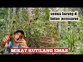 Download Lagu Mikat Kutilang Emas||Jumpa Lawan Seimbang_Mengundang Semua Burung..