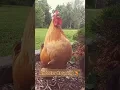 Download Lagu Ayam | Suara kokok ayam jago 🐓 #shorts