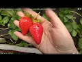 Download Lagu Дегустація на грядках 12-ти сортів НСД 🍓🍓🍓 1-ша #ягода  червень 2025 🇺🇦 #полуниця #реми #нейтрали