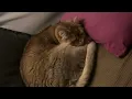 Download Lagu this is gus my cat.