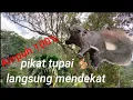 Download Lagu Suara pikat tupai atau bajing