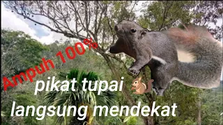 Download Suara pikat tupai atau bajing MP3