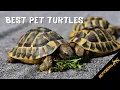 7 Best Turtles for Pets Choosing the Right One