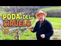 Poda fácil del CIRUELO, y abonado de invierno #poda