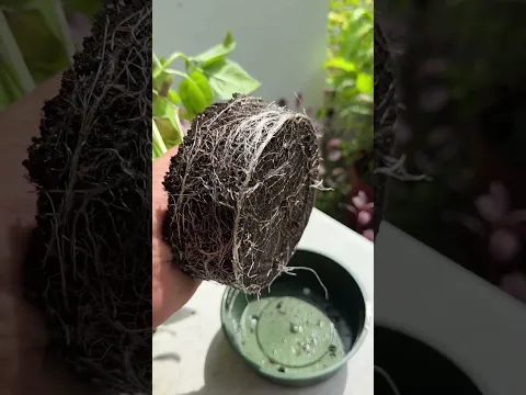 Cultive albahaca - diferentes métodos hidroponías