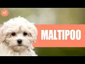 MALTIPOO Maltese-Poodle Mix Dogs 101 - Dog Breed Info