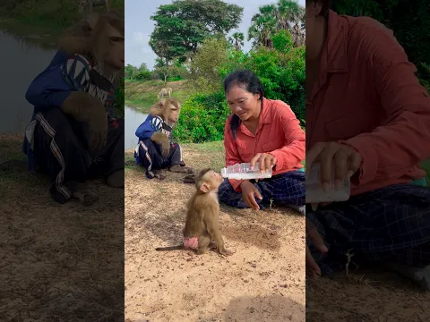 Best video Of CUTE Sokhaa And fun , ADORABLE Animal WILL MAKE YOU SMILE #shorts