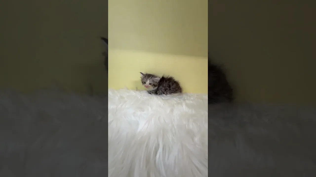 動画