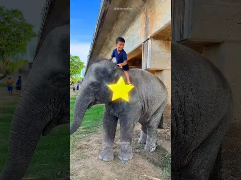 அடடா! சிறுவனை தும்பிக்கையால தூக்கி முதுகுல உட்கார வச்ச யானை! 🥹🐘❤️ செம க்யூட் பாசம்! #Shorts