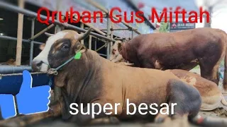 Download Gus Miftah korban sapi besar di Idul Adha 1441 H MP3