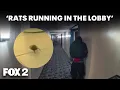 Detroit apartment residents raise alarm about rodents and safety