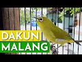 Download Lagu PLECI DAKUN MALANG NEMBAK MANTENAN GUNUNG SAMBUNG WIT WIT WIT