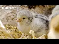 This Mother Hen Talks To Her Eggs - And They Chirp Back Secret Life of Farm Animals BBC Earth
