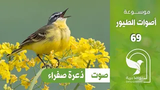 صوت ذعرة صفراء قرقس اصفر                      دندنها