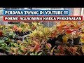 Download Lagu Special premiere, aglaonema introductory price for hobbyist care