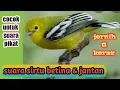 Download Lagu Suara pikat burung sirtu ampuh dan Jernih || suara pancingan burung sirtu jantan dan betina