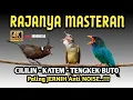 Jernih banget !! KOMBINASI MASTERAN KAPAS TEMBAK-CILILIN-TENGKEK BUTO ‼️